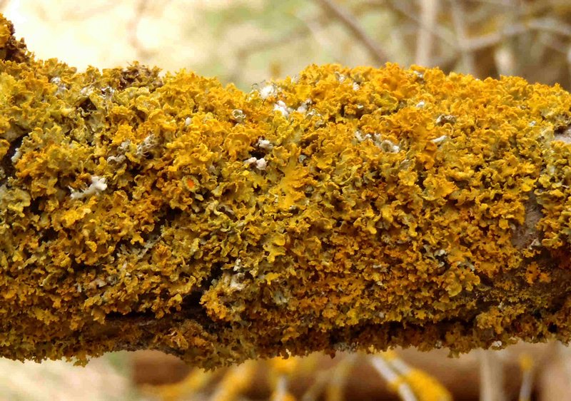 Xanthoria oregana