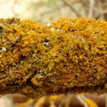 Xanthoria oregana