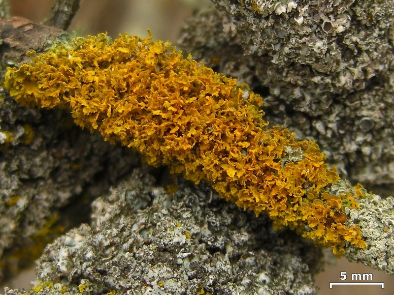 Xanthoria oregana