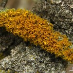 Xanthoria oregana
