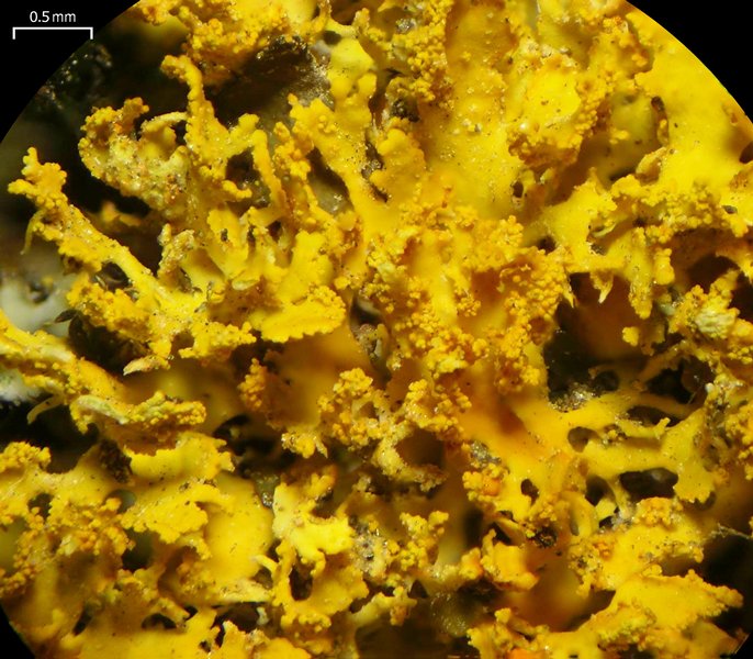 Xanthoria oregana