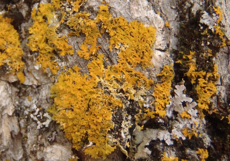 Xanthoria oregana