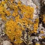 Xanthoria oregana