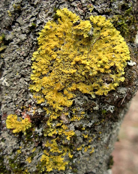 Xanthoria ulophyllodes