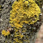 Xanthoria ulophyllodes