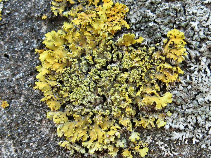 Xanthoria ulophyllodes