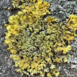 Xanthoria ulophyllodes