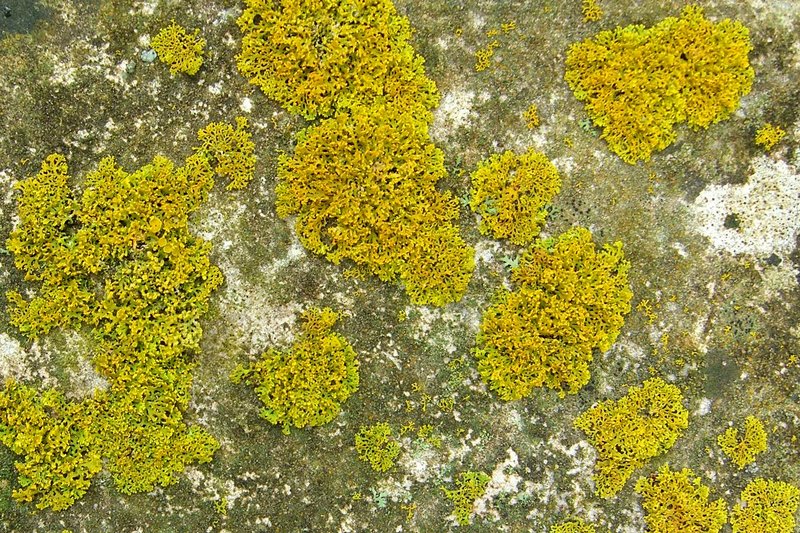 Xanthoria weberi