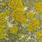 Xanthoria weberi