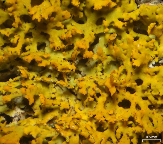 Xanthoria weberi