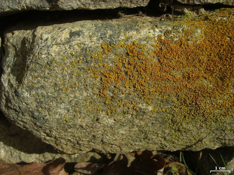 Xanthoria weberi