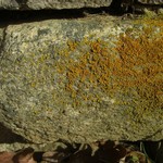 Xanthoria weberi