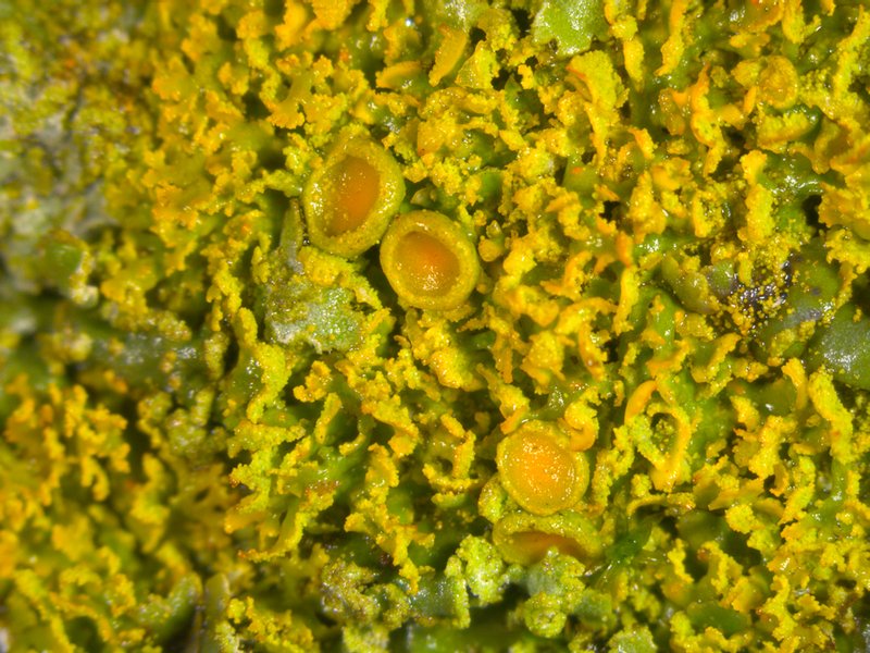 Xanthoria weberi