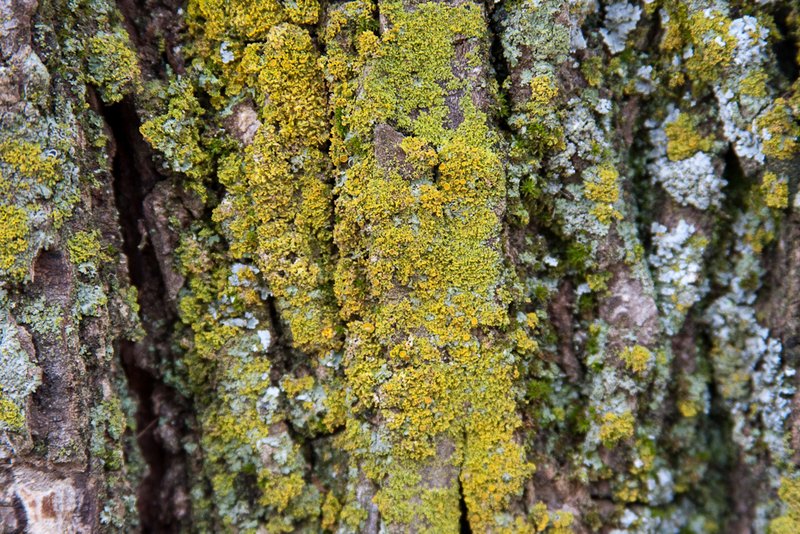 Xanthoria weberi