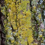 Xanthoria weberi