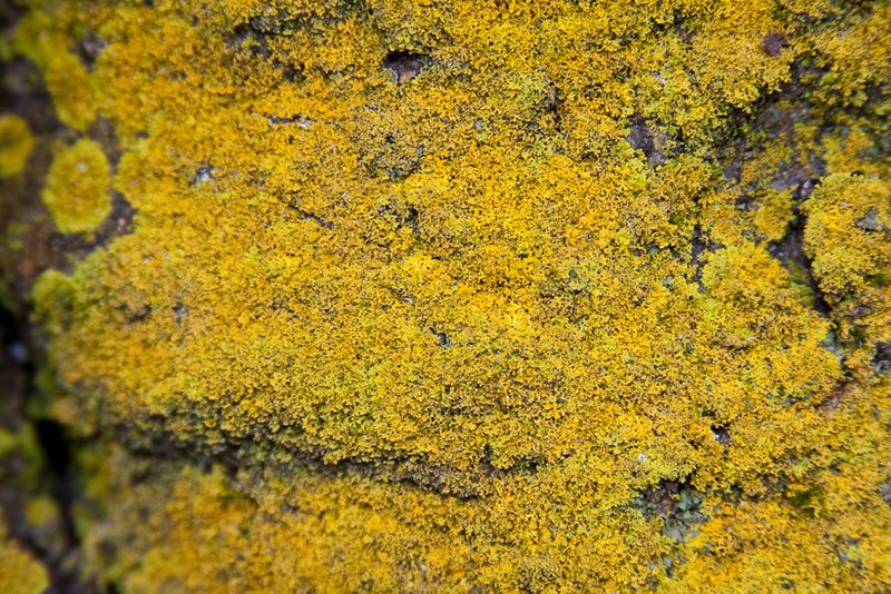 Xanthoria weberi