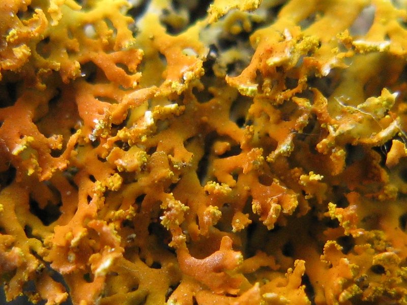 Xanthoria weberi