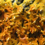 Xanthoria weberi