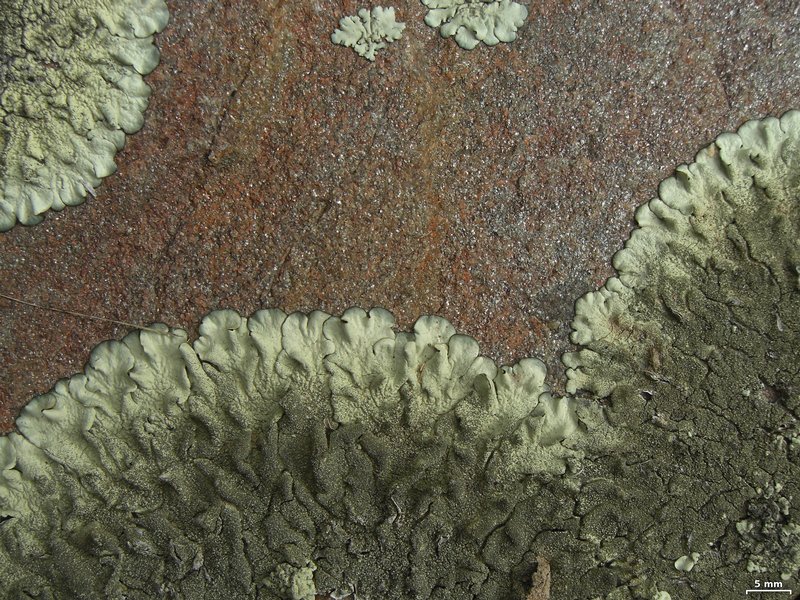 Xanthoparmelia amableana