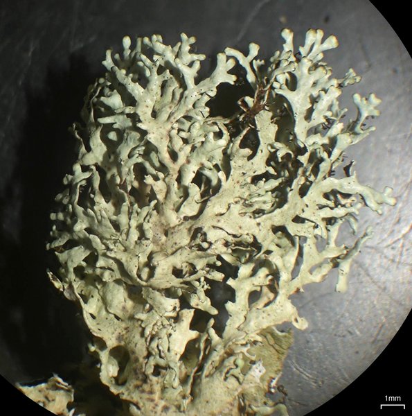 Xanthoparmelia angustiphylla