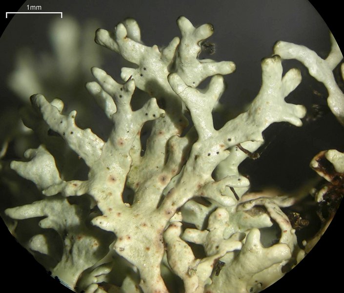 Xanthoparmelia angustiphylla