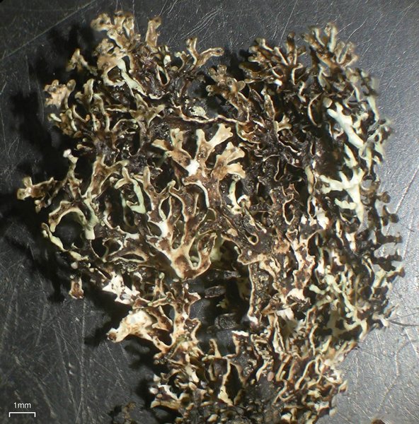 Xanthoparmelia angustiphylla