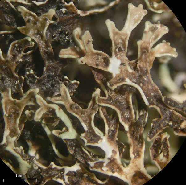 Xanthoparmelia angustiphylla