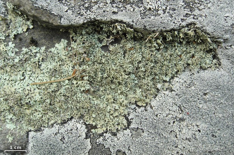 Xanthoparmelia angustiphylla