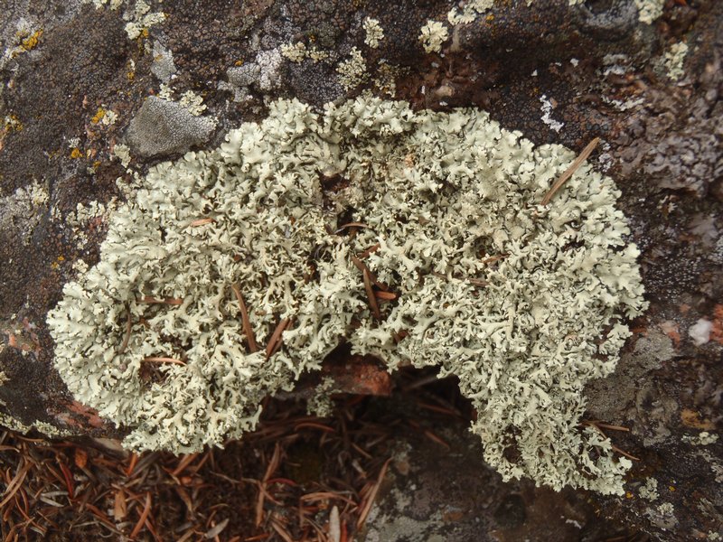 Xanthoparmelia angustiphylla