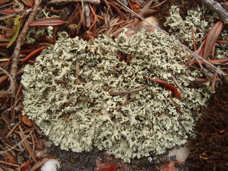 Xanthoparmelia angustiphylla