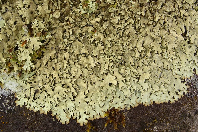 Xanthoparmelia coloradoënsis