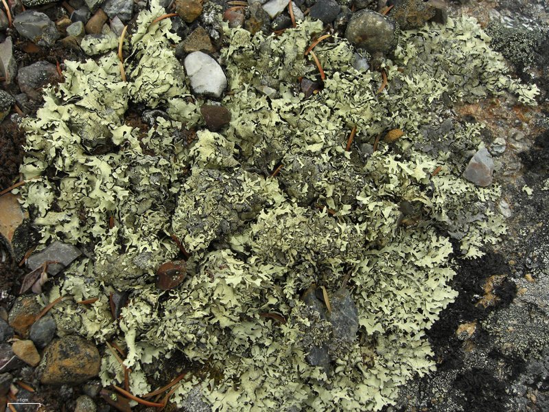 Xanthoparmelia coloradoënsis