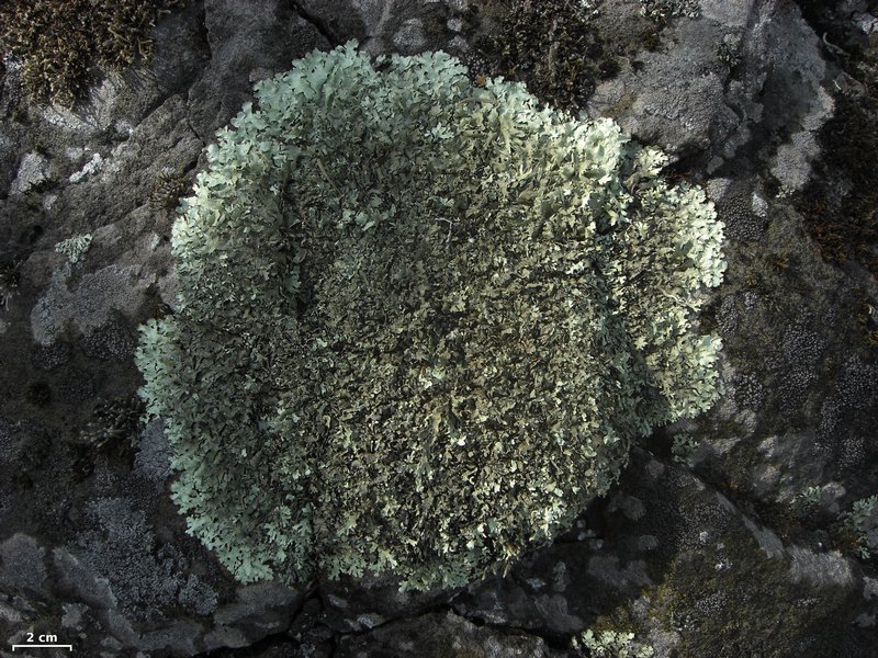 Xanthoparmelia coloradoënsis