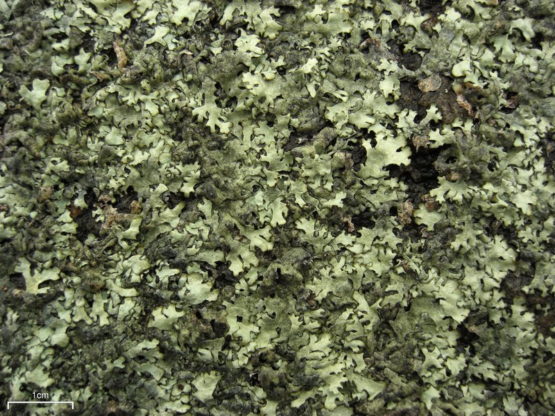 Xanthoparmelia conspersa