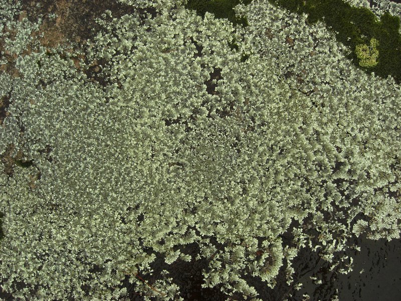 Xanthoparmelia conspersa
