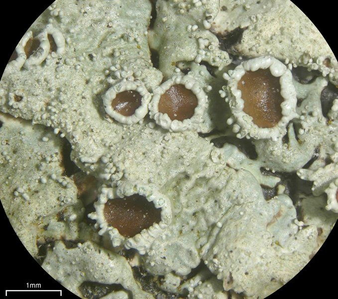 Xanthoparmelia conspersa