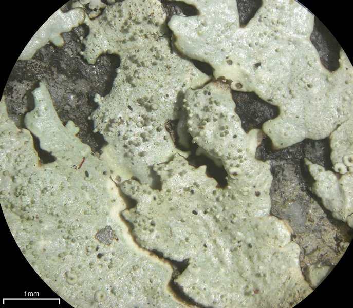 Xanthoparmelia conspersa