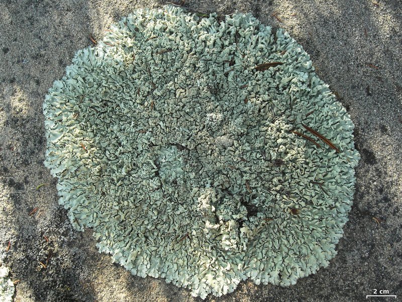 Xanthoparmelia cumberlandia