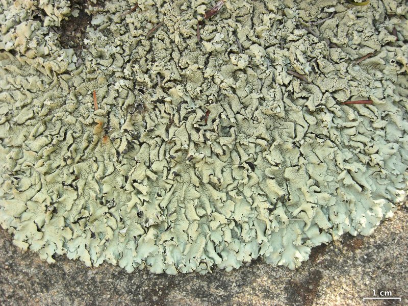 Xanthoparmelia cumberlandia