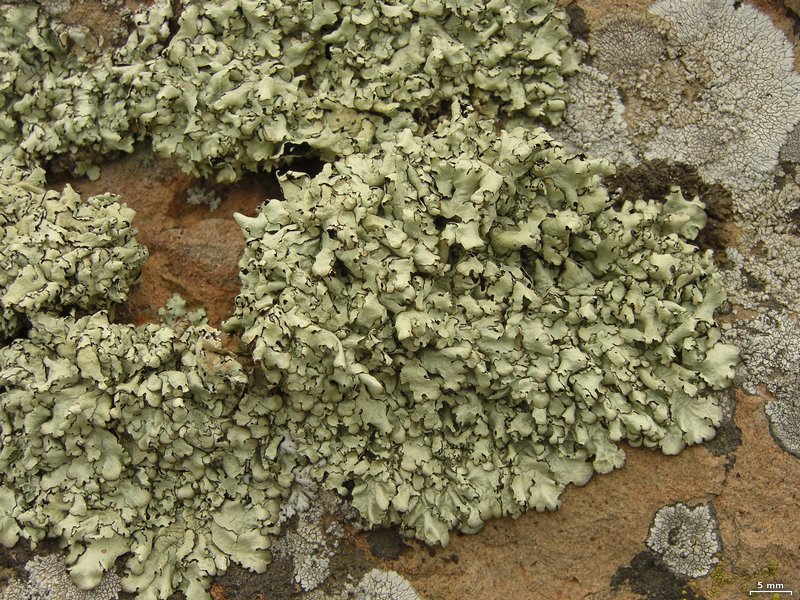 Xanthoparmelia cumberlandia