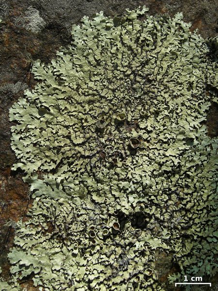 Xanthoparmelia hypofusca