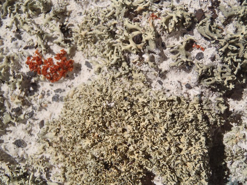 Xanthoparmelia idahoensis