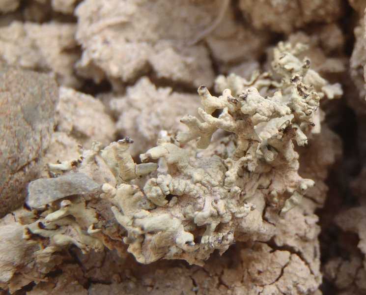 Xanthoparmelia idahoensis