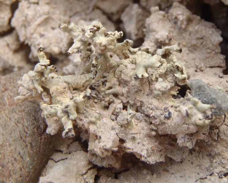 Xanthoparmelia idahoensis