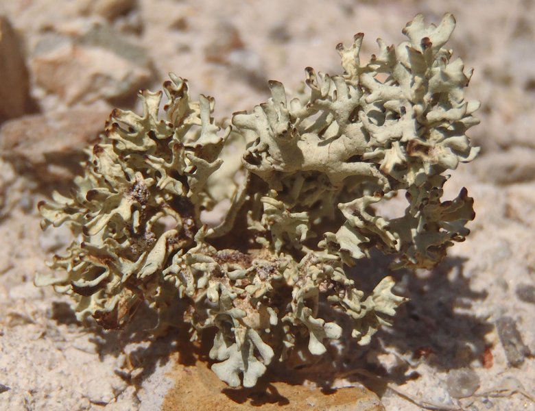 Xanthoparmelia idahoensis
