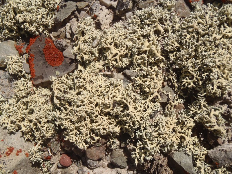 Xanthoparmelia idahoensis