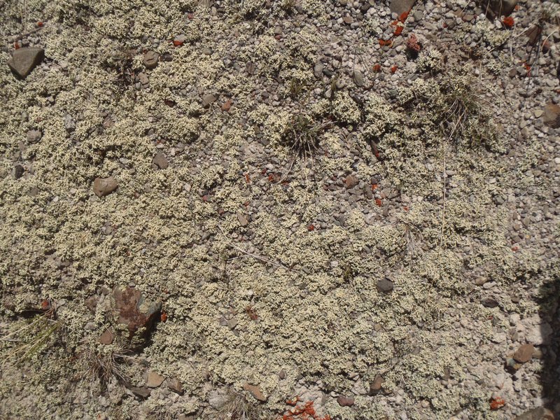 Xanthoparmelia idahoensis