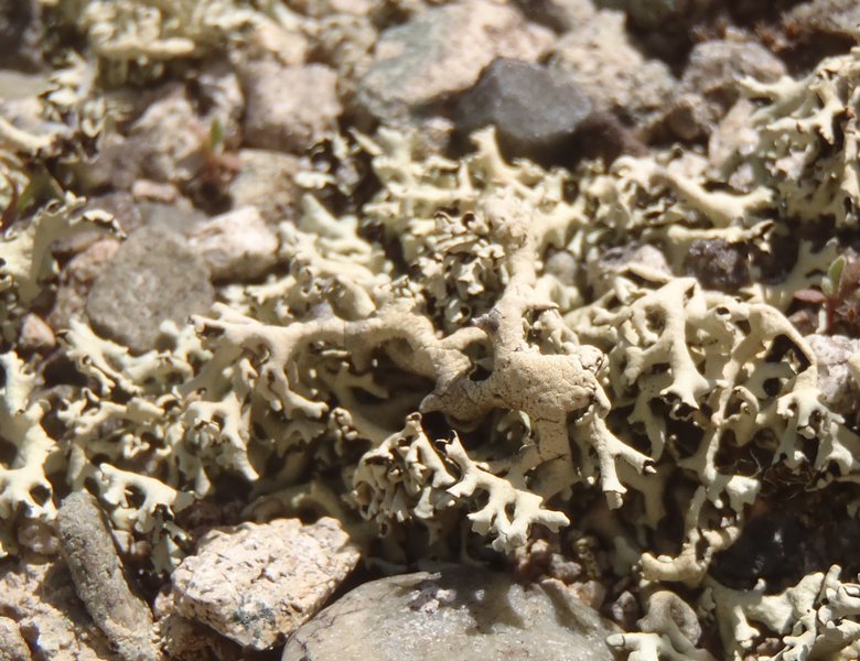 Xanthoparmelia idahoensis