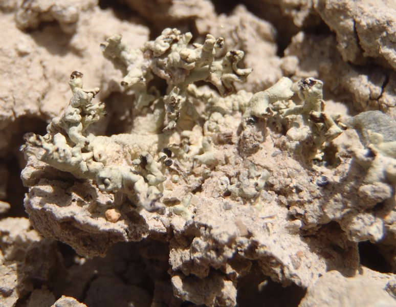 Xanthoparmelia idahoensis