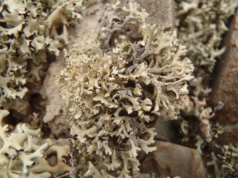 Xanthoparmelia idahoensis